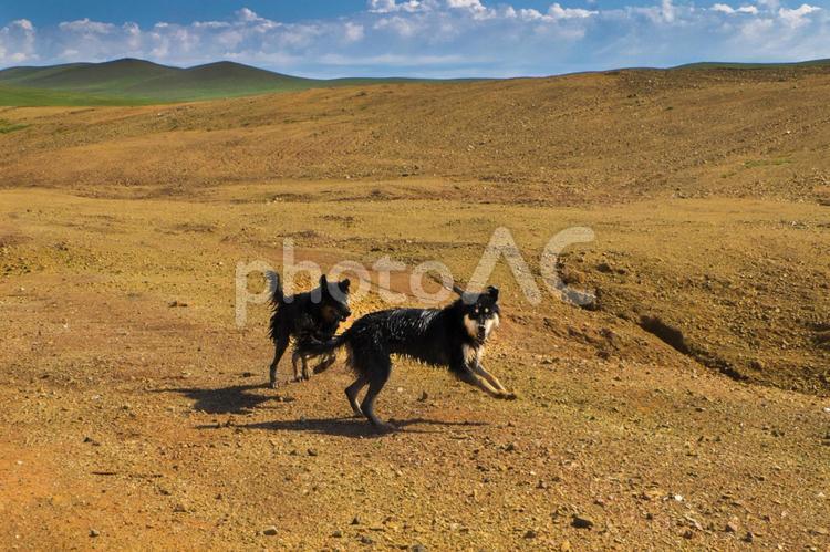 走る仲良しのモンゴルの犬 犬,モンゴルの犬,牧羊犬の写真素材