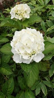 アジサイの写真