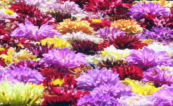 鮮やかな花手水・天竺牡丹/由志園 鮮やかな花手水・天竺牡丹/由志園の写真