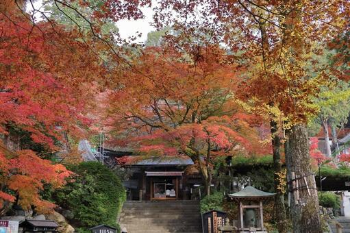 佐賀県基山町「大興善寺」の紅葉 大興善寺,紅葉,佐賀県の写真素材