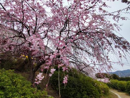 桜 桜の写真