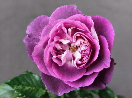 Photo, rose, rinaldo., kawamoto rose, 
