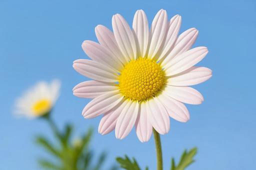 青空に映えるマーガレット・ピンクの花 青空に映えるマーガレット・ピンクの花の写真
