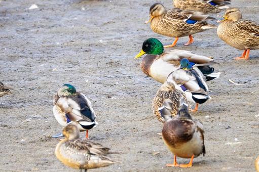 マガモの群れ⑵の写真