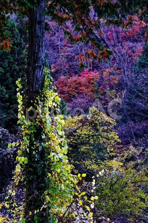 飯田線・急行秘境駅号の秋旅 天竜峡,紅葉,旅の写真素材