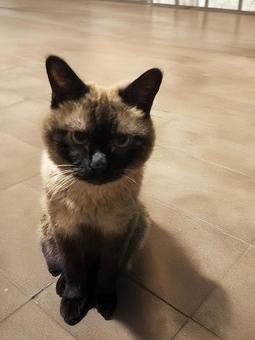 ネコ ネコの写真