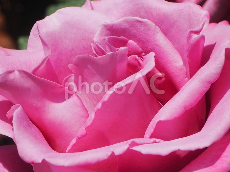薔薇 ムーンシャドウ 薔薇,バラ,ばら園の写真素材