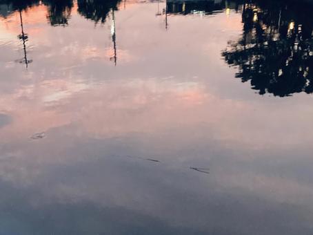 Photo, জল পৃষ্ঠ, প্রতিফলন, সকাল ভাস, 
