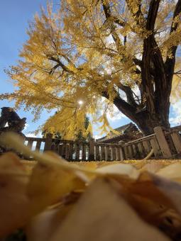 旧郷社・六條八幡宮の大銀杏 兵庫県,神戸市,北区の写真素材