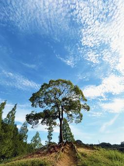 大高緑地公園のペレーの木と爽やかな青空 大高緑地公園のペレーの木と爽やかな青空 木々,木,樹木の写真素材
