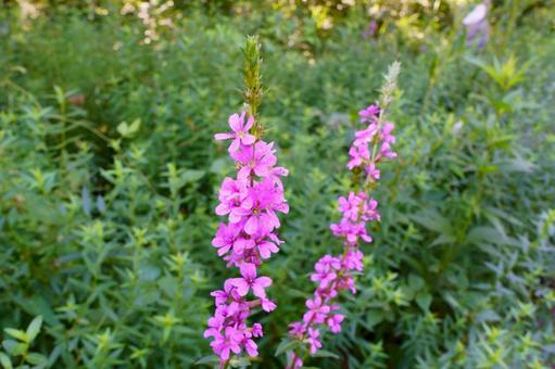 ミソハギ ミソハギ ミソハギ,花,赤紫色の写真素材
