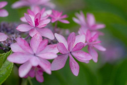 紫陽花11 紫陽花11の写真