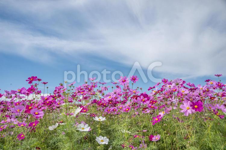 コスモス　秋イメージ コスモス,秋桜,花の写真素材