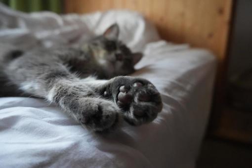 猫の肉球 猫の肉球の写真