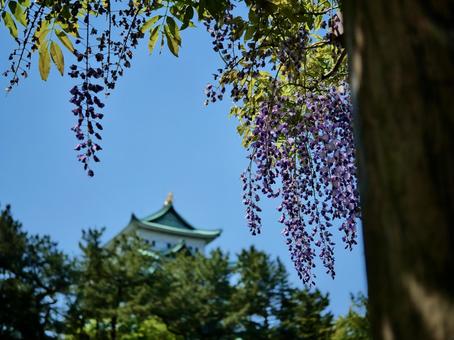 藤の花越しの名古屋城 藤の花越しの名古屋城 名古屋城,藤,藤の花の写真素材