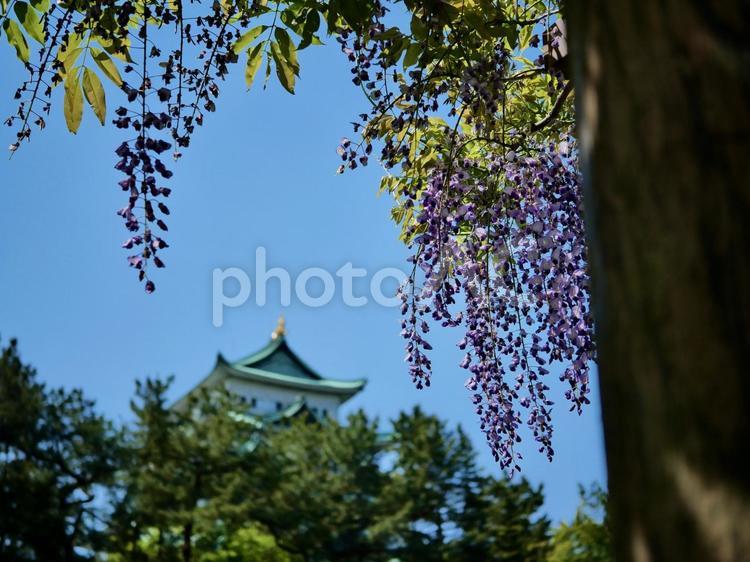 藤の花越しの名古屋城 名古屋城,藤,藤の花の写真素材
