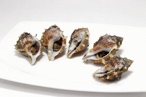 ぼら貝ぼ 貝,海産物,ぼら貝の写真素材