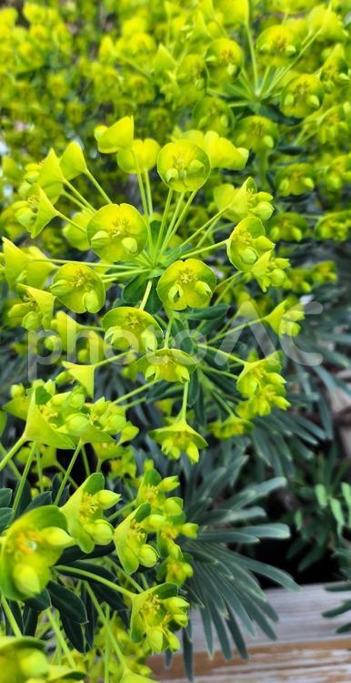 ユーフォルビア・カラキアス ユーフォルビア・カラキアス,植物,園芸の写真素材
