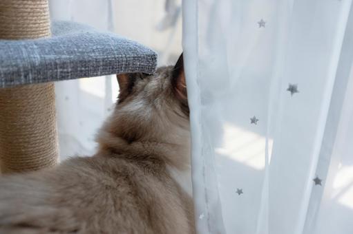 Cat looking outside (Ragdoll), JPG Cat looking outside (Ragdoll), JPG