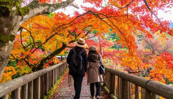 紅葉狩り　 紅葉を楽しむ女性たちの写真
