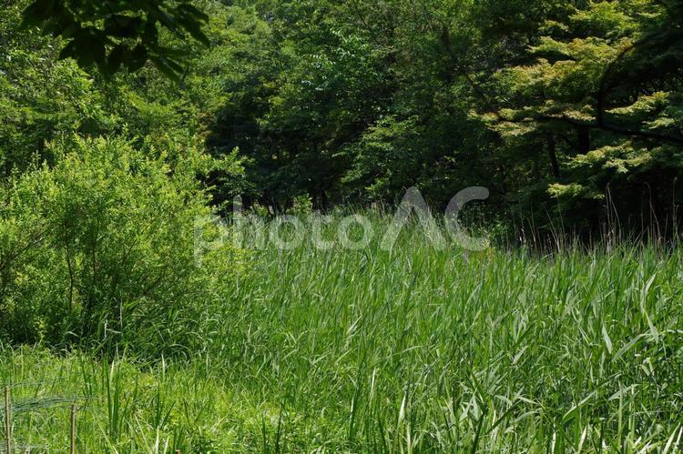 石神井公園の風景 石神井公園,風景,緑の写真素材