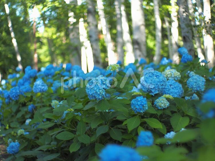 北海道豊平公園の青いアジサイ アジサイ,夏,梅雨の写真素材