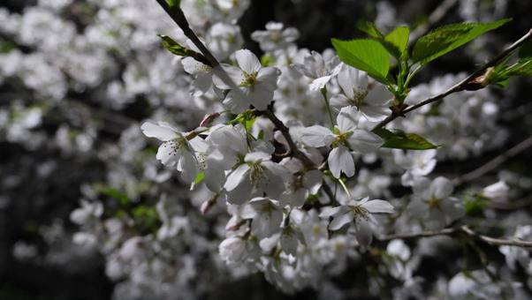 夜桜 夜桜 夜桜,桜,背景黒の写真素材