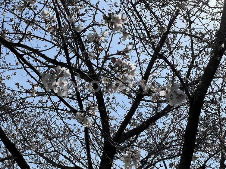 桜の木々 背景,桜,さくらの写真素材