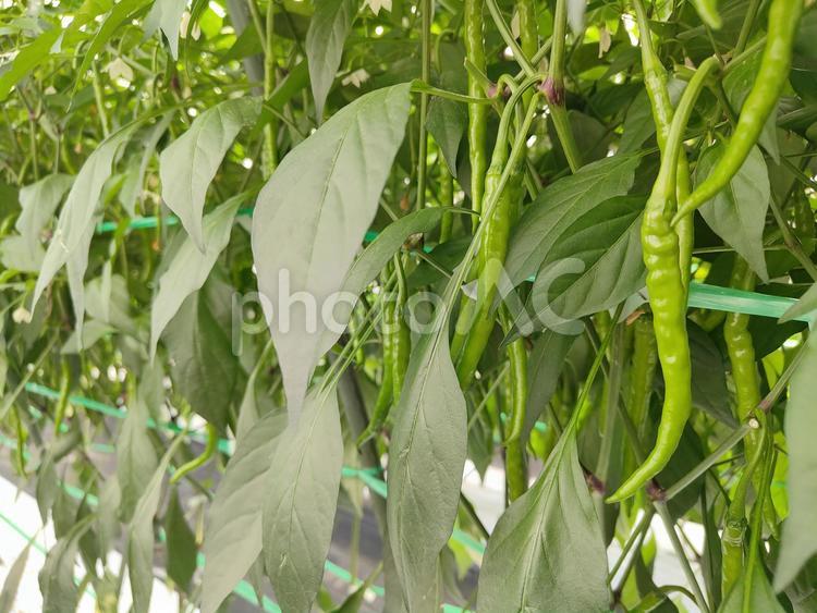 ひもとうがらし ひもとうがらし,とうがらし,野菜の写真素材