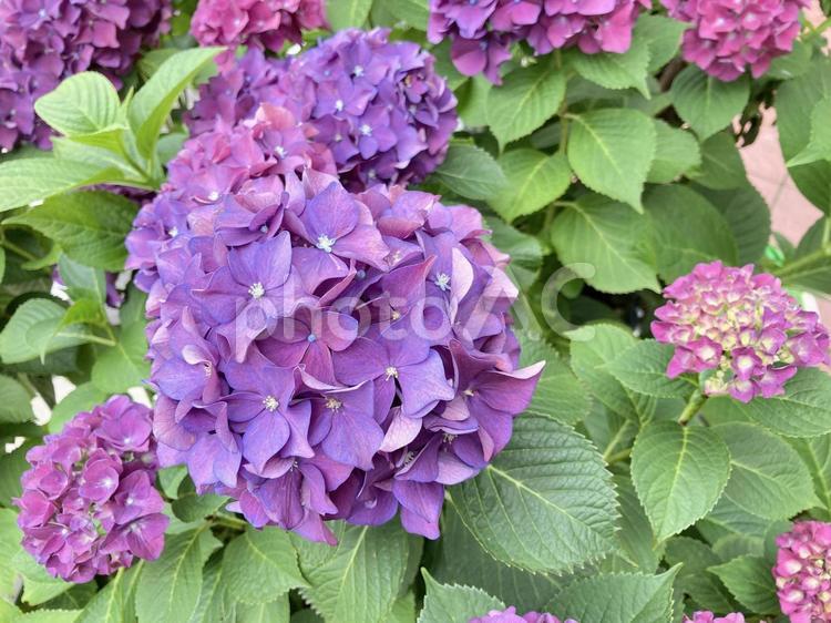 写真背景素材　梅雨時に咲く美しいあじさい あじさい,アジサイ,紫陽花の写真素材