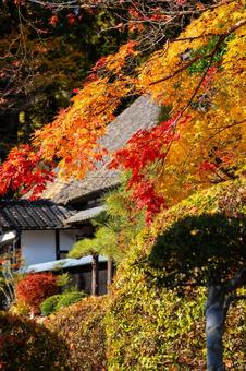 佐々木家住宅の秋景色⑹ 晩秋,紅葉,モミジの写真素材