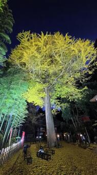 樹齢不詳の大イチョウ 紅葉,秋色,イチョウの写真素材