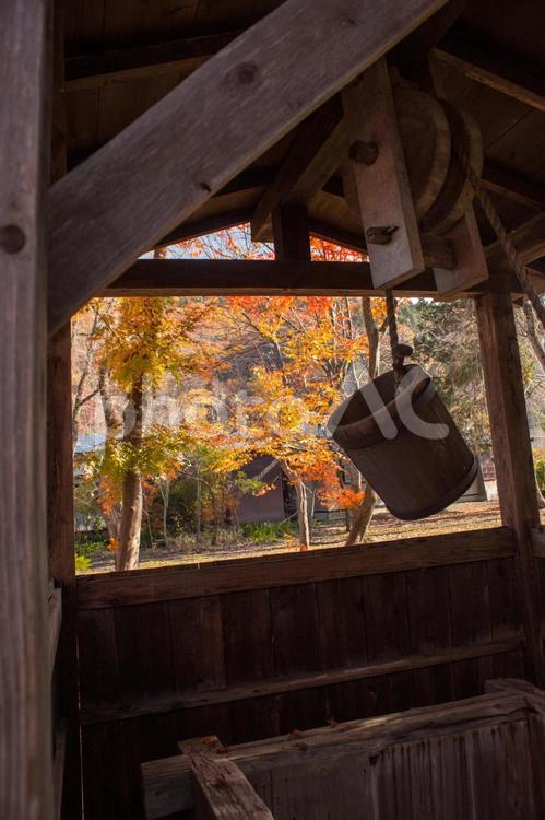 紅葉と井戸と桶 紅葉,井戸,鶴瓶の写真素材