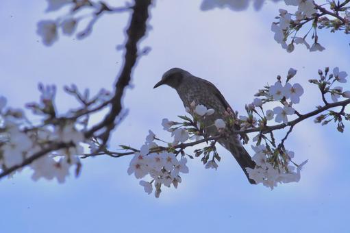 Photo, cherry blossoms, flower, bird, 