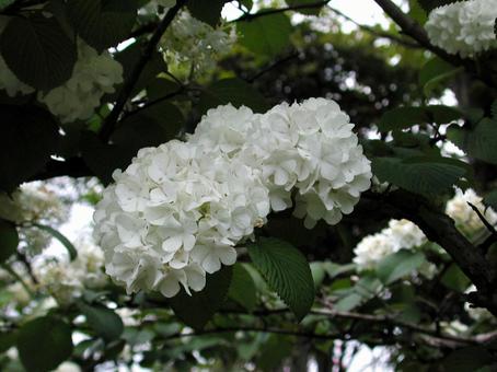 Photo, odemari, spring, large, 