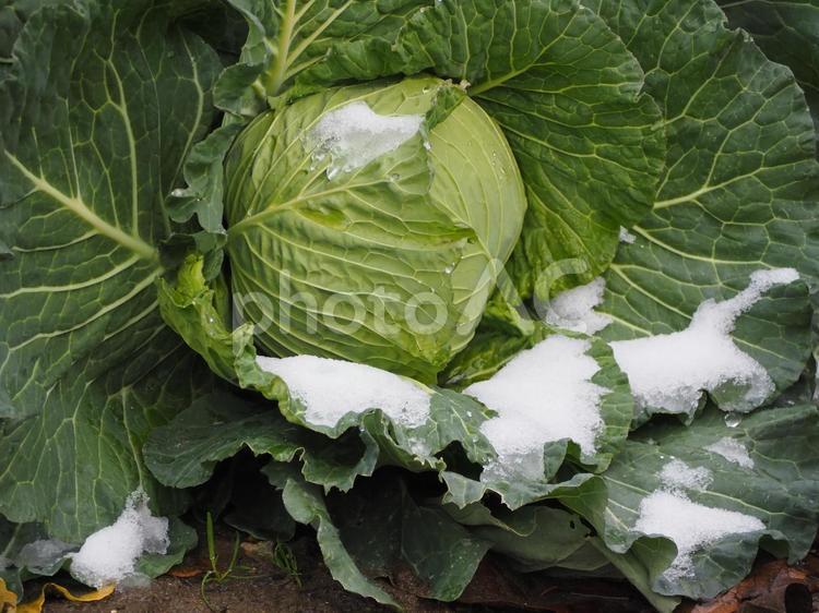 冬の畑　キャベツ③ キャベツ,野菜,食べ物の写真素材