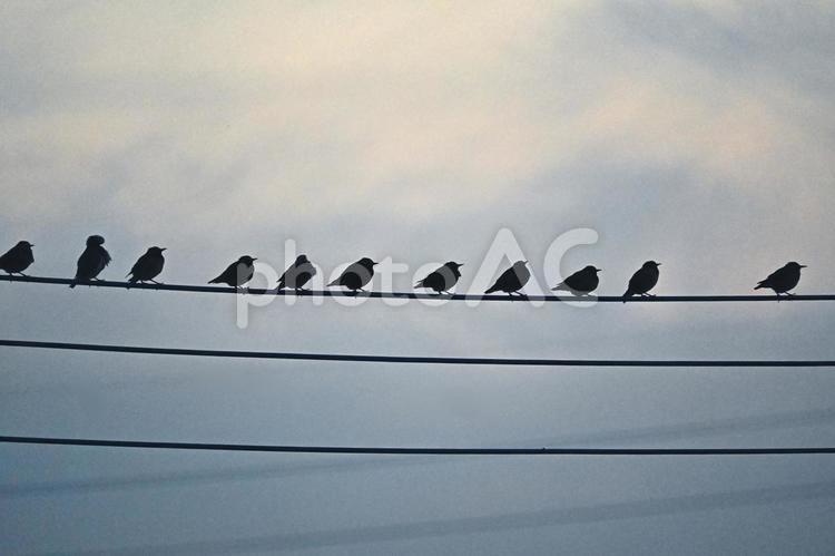 電線に留まるムクドリのシルエット 電線,野鳥,鳥の写真素材