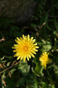 綺麗に咲いた花 綺麗に咲いた花の写真