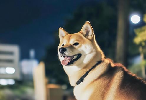 夜の街にたたずむ柴犬の横顔 夜の街にたたずむ柴犬の横顔の写真
