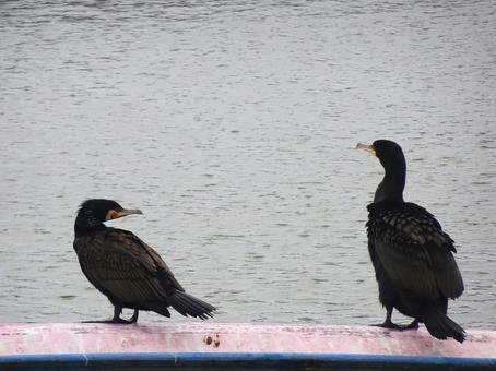 カワウ カワウの写真