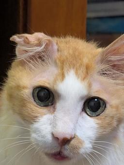目で訴える猫 目で訴える猫の写真