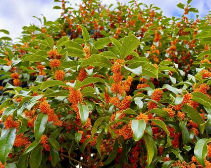 金木犀 8 金木犀 8の写真