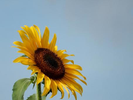 【花の写真】ヒマワリ(向日葵) 【花の写真】ヒマワリ(向日葵) ヒマワリ,向日葵,花の写真素材