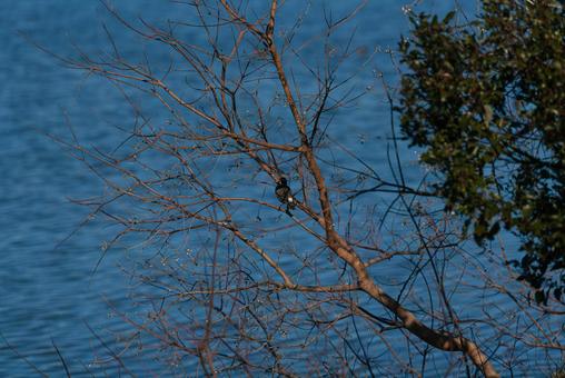 木の枝に止まって羽を休めるムクドリ ムクドリ,野鳥,鳥の写真素材