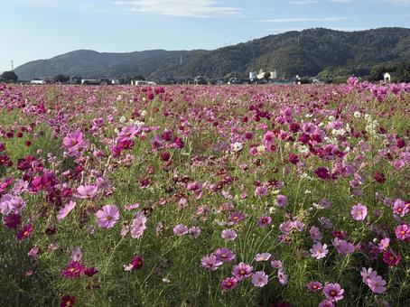 福井県 曇り空と宮ノ下コスモス公苑 福井県 曇り空と宮ノ下コスモス公苑 福井県,宮ノ下コスモス公苑,曇りの写真素材