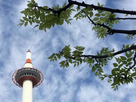 秋の京都タワー 京都タワー,京都駅,京都の写真素材