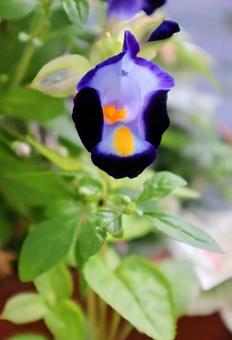 花瓜草 花瓜草の写真