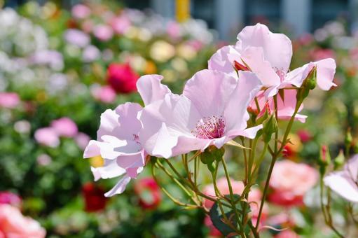 薔薇 デンティベス 薔薇 デンティベスの写真