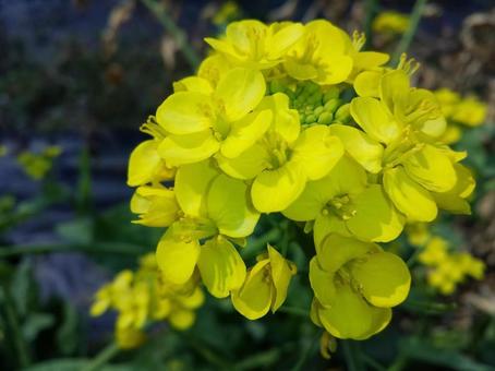Photo, nanohana, flower, spring, 
