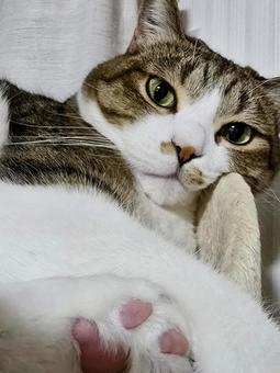 Relaxing cat, JPG